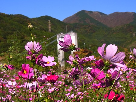 秦野戸川公園