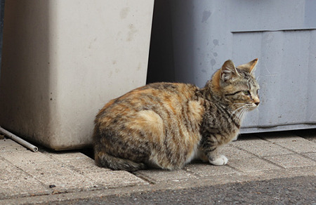 とらさび