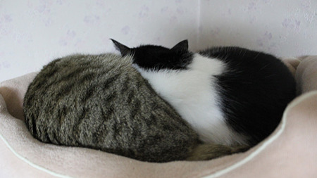 だんご