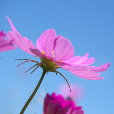Cosmos -Square- 1