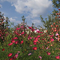 林檎畑に秋桜彩る