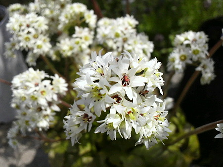 イワヤツデの花