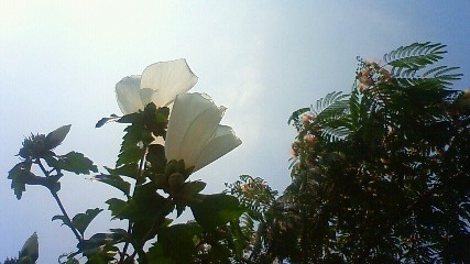 201007251236001