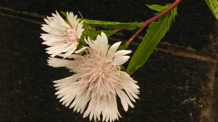L1120073