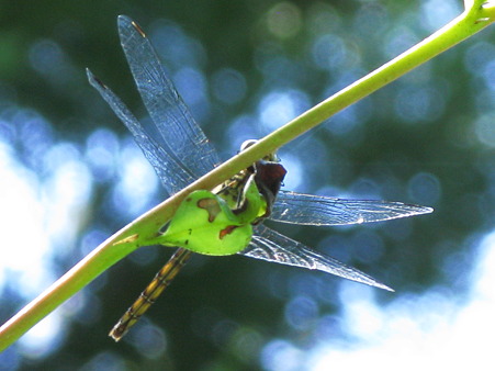 IMAGE053