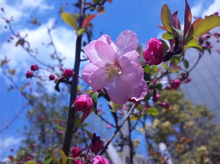 近所の桜11033101