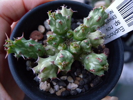 Euphorbia sp.nova