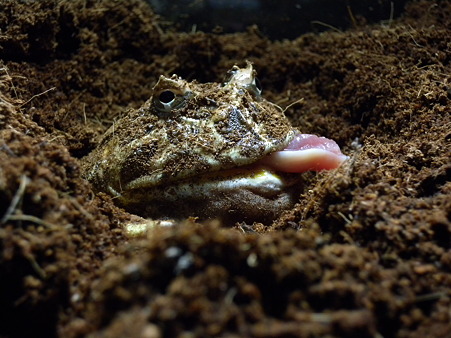 やさぐれカエル