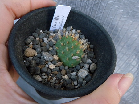 opuntia hintonii