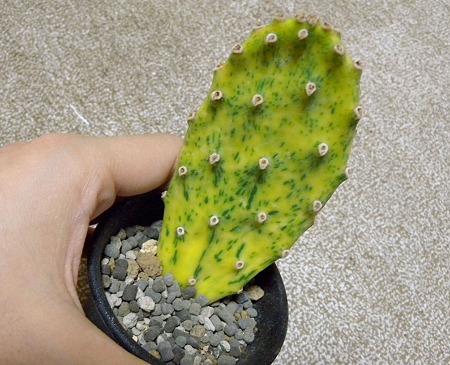 Opuntia sunburst