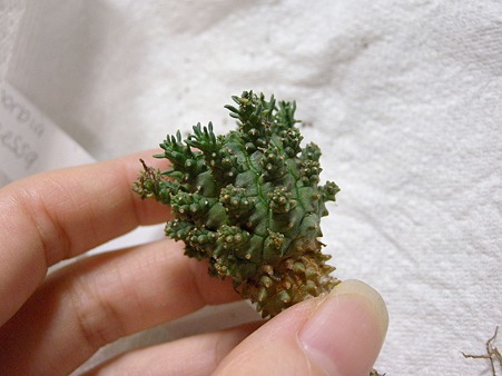 Euphorbia suppressa