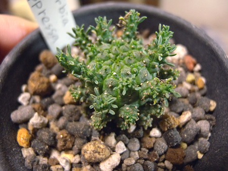 Euphorbia suppressa