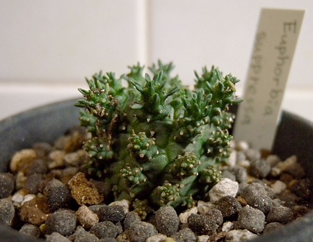 Euphorbia suppressa