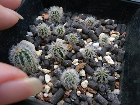 E.viridiflorus seedling