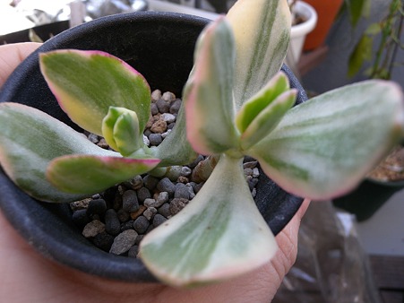 花月錦