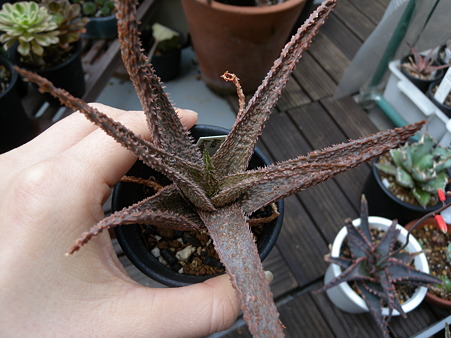 Aloe Angelo