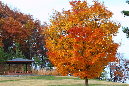 山形市野草園