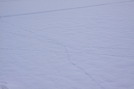 雪の足跡