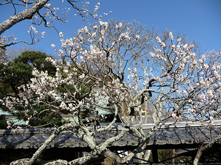110225-東慶寺 (9)