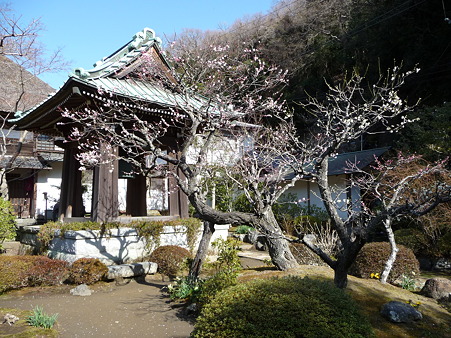110225-海蔵寺 (8)