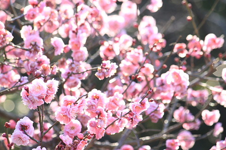 万博公園の梅の花