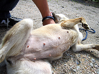 もみじは妊娠７週目 ボクは山陰柴犬のリキです