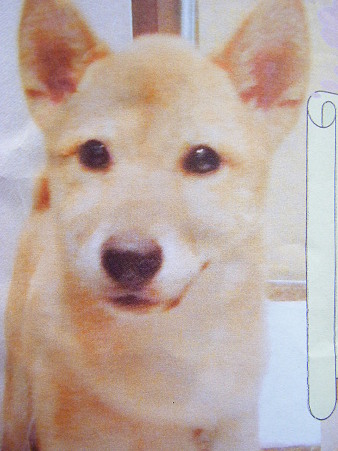 迷い犬ポスター (3)
