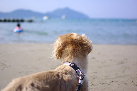 海