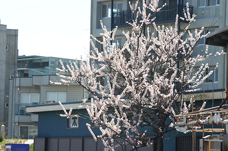 多摩川の春の兆し