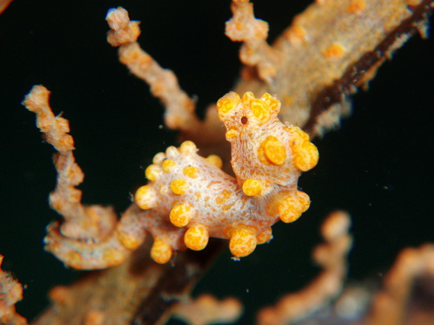 Pygmy Seahorse ピグミーシーホース黄色ｖｅｒ 写真共有サイト フォト蔵