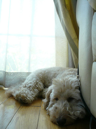 120704_koo_mira_2