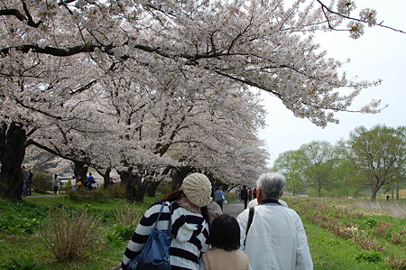 桜キレイだね