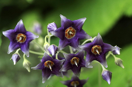 2010.06.01 建長寺 イワタバコ 花弁6枚