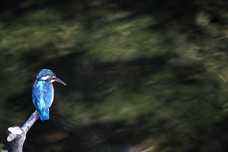 2010.08.04　和泉川　カワセミ