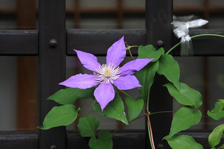 2010.08.20　高山　上三之町　クレマチス