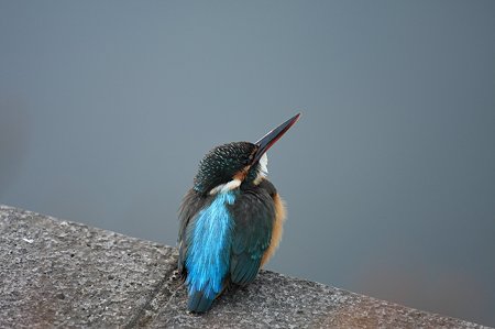 2010.11.05 和泉川 カワセミ