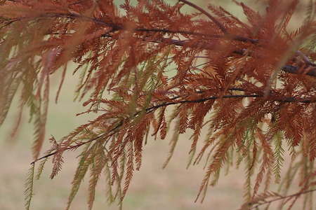 2010.11.18 和泉川 紅葉
