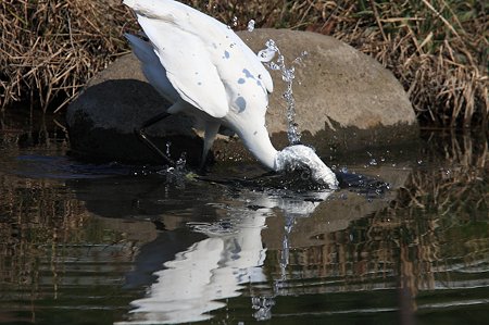 2011.03.31　和泉川　コサギ　狩