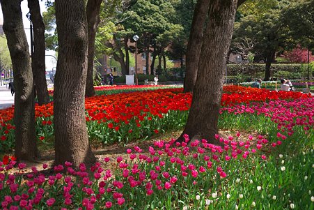 2011.04.15　横浜公園　チューリップまつり-13