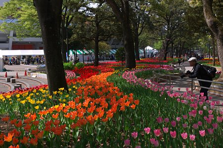2011.04.15　横浜公園　チューリップまつり-14