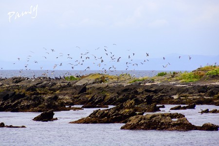 海鳥たちの舞・・