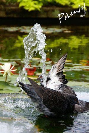 水遊び~4