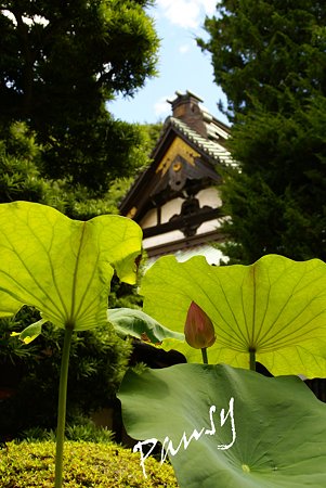 蓮と・・