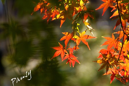 momiji。。