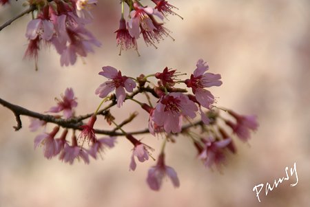 おかめ桜・・1