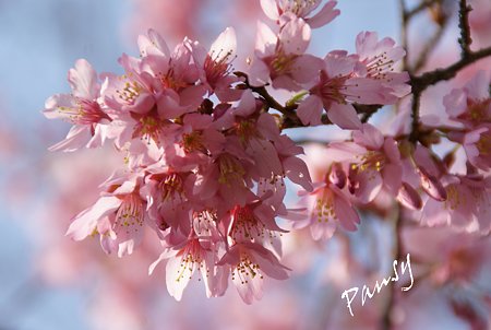 おかめ桜・・3