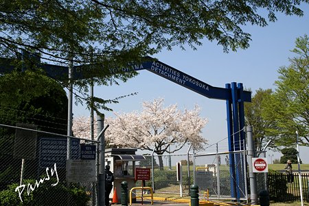 桜景色・・13
