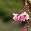 Photos: 枝垂桜・・・。