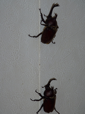 P1030178