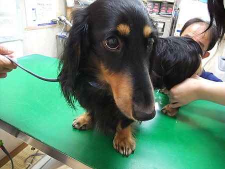 一輝君、今日は去勢手術だよ